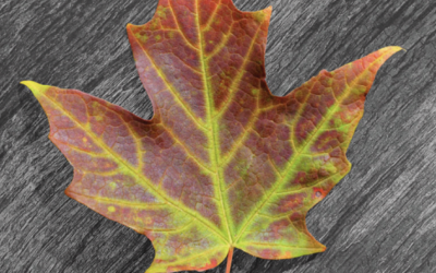 September 2022 – A New Leaf